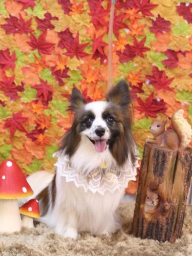 20241104マリーちゃん